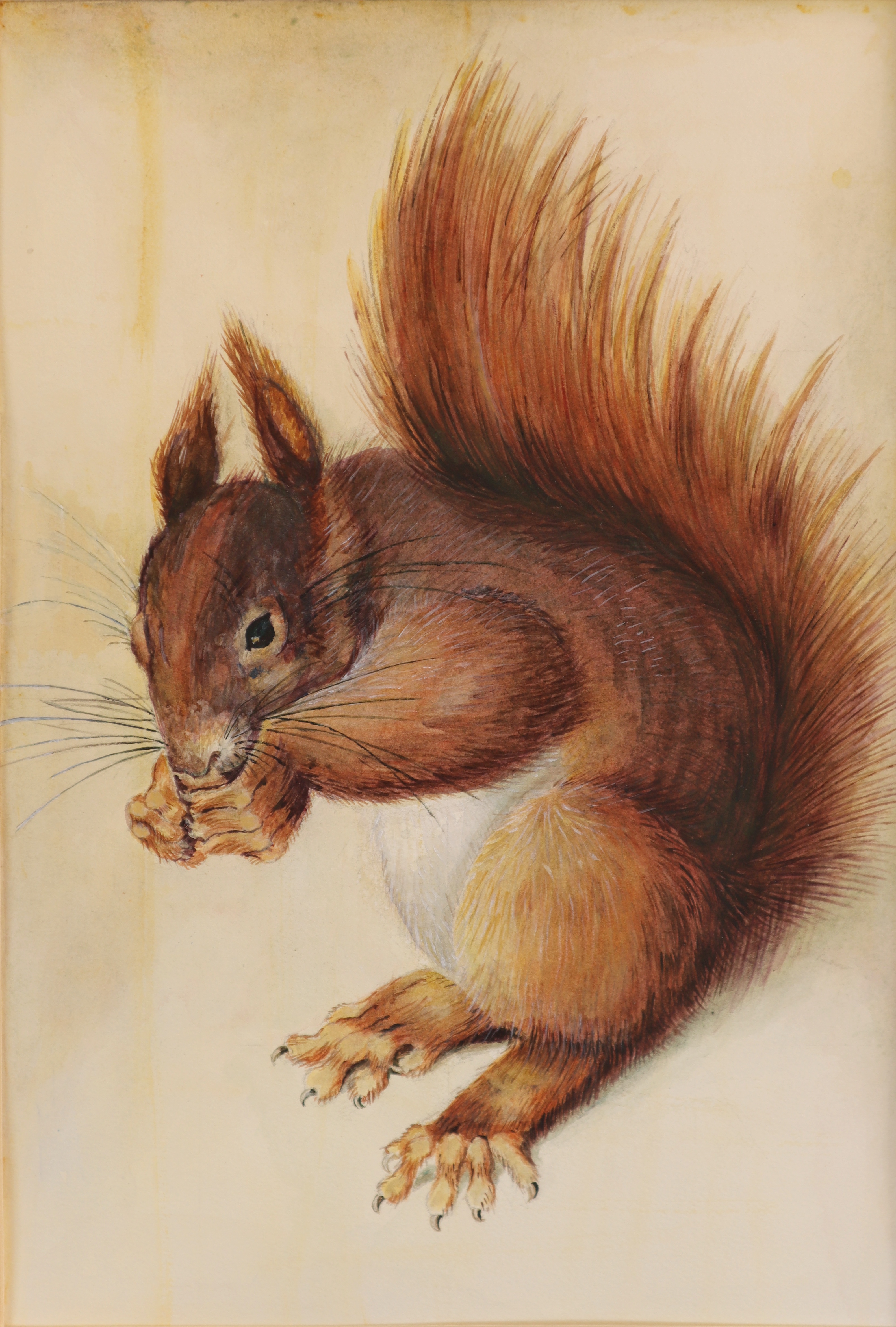 リス / Squirrel