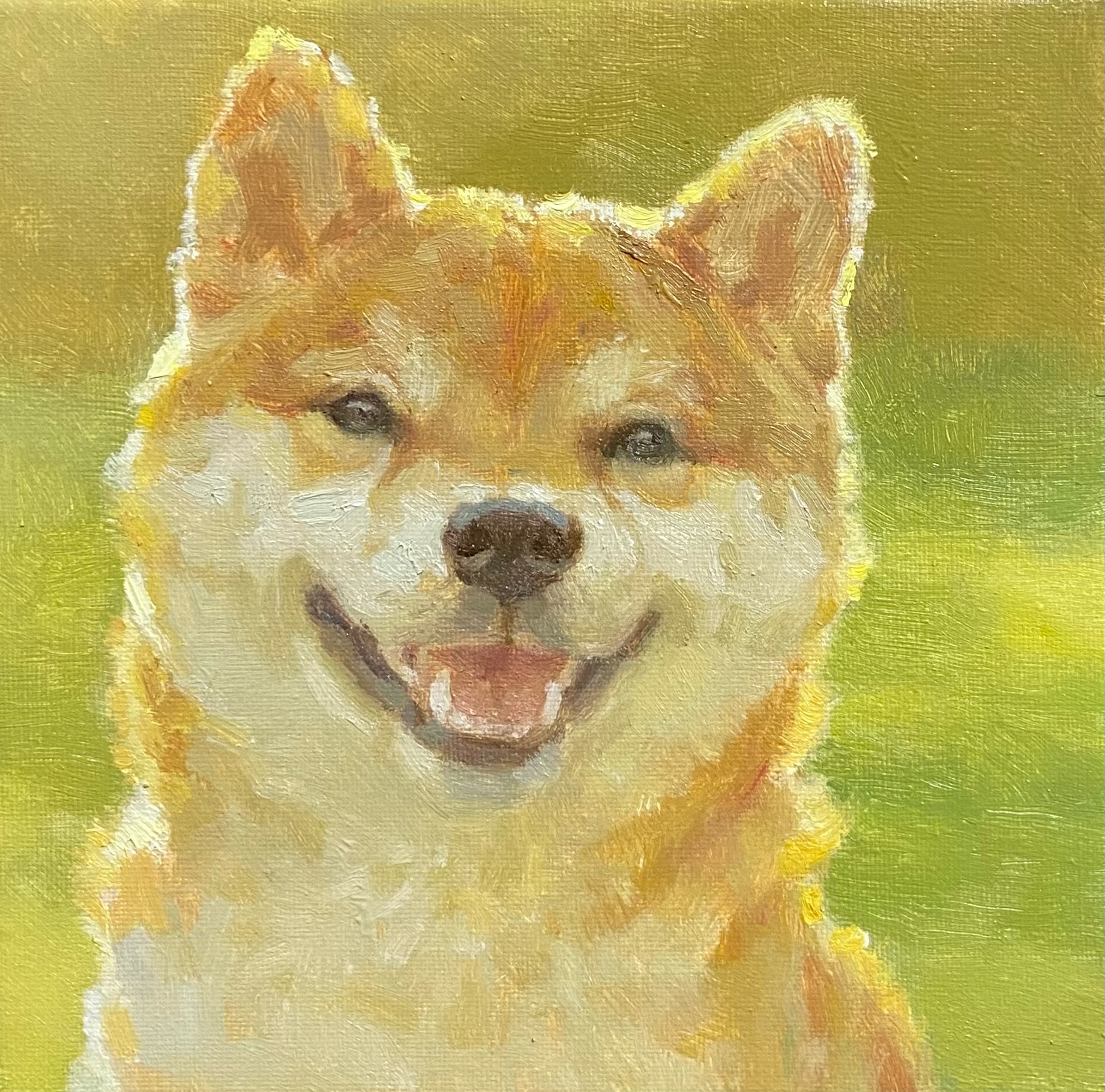 小さな柴犬
