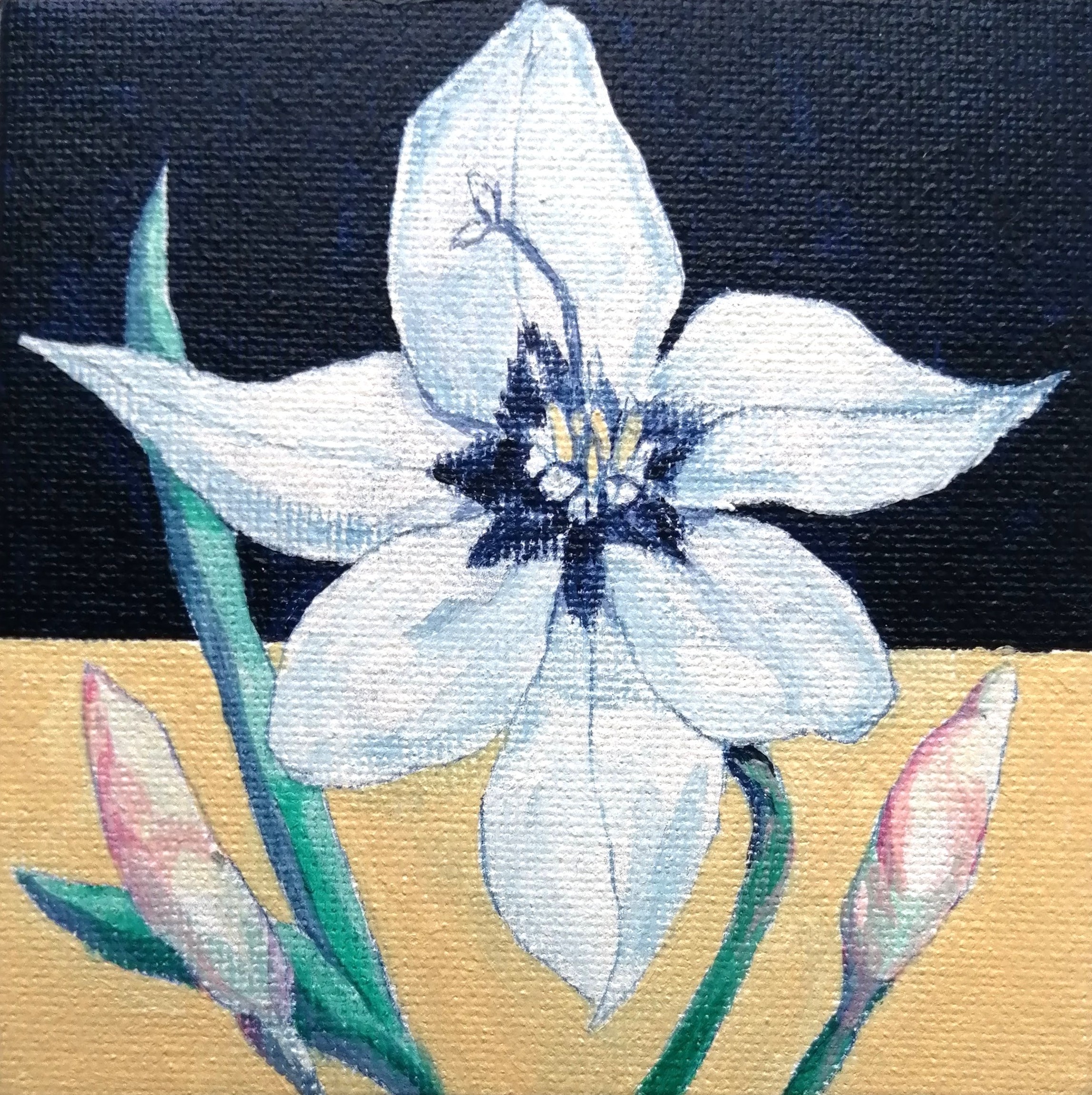 蝶の花