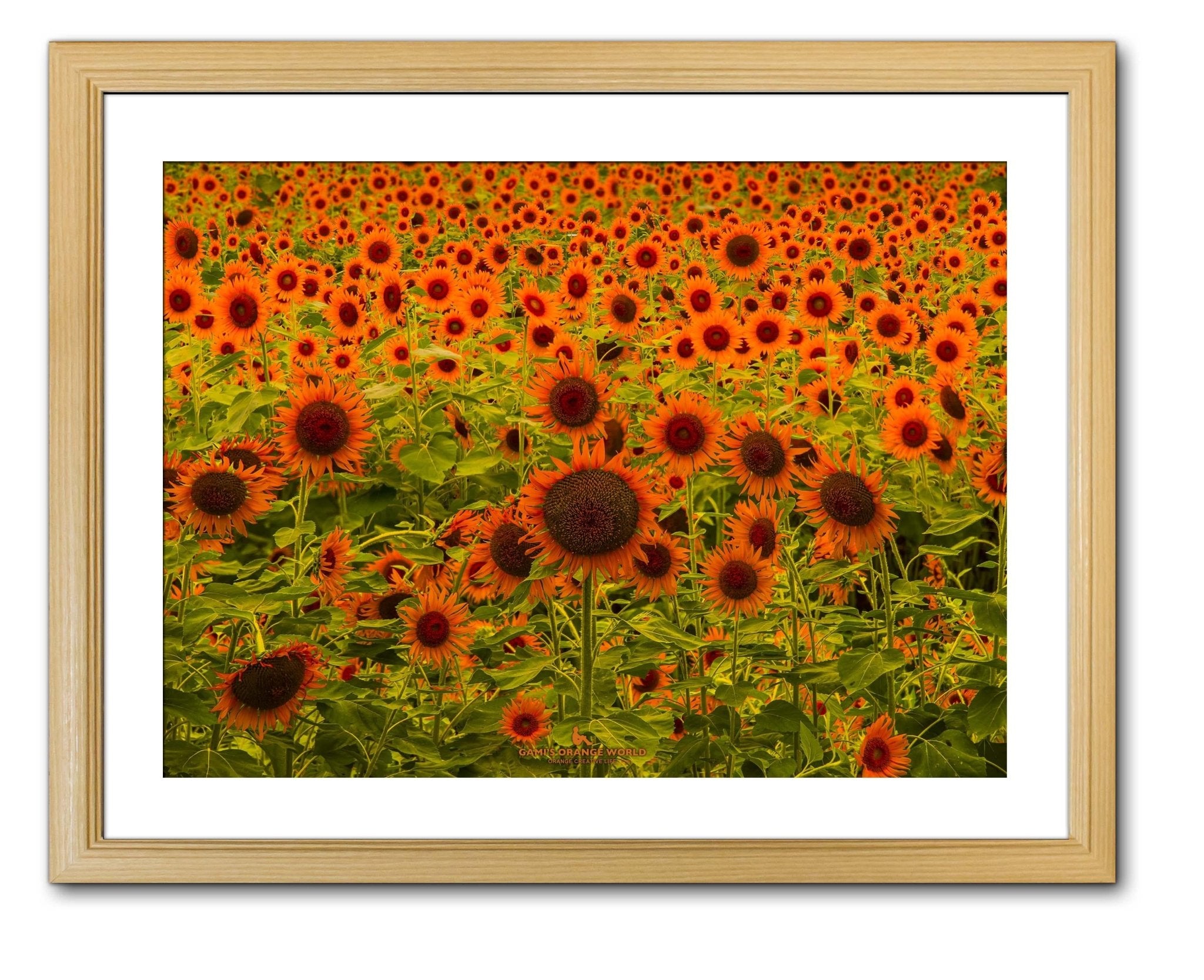 【額付アート写真/A3ノビ】SUNFLOWER FIELD（太陽の花畑）